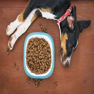 What are the benefits of grain-free dog food